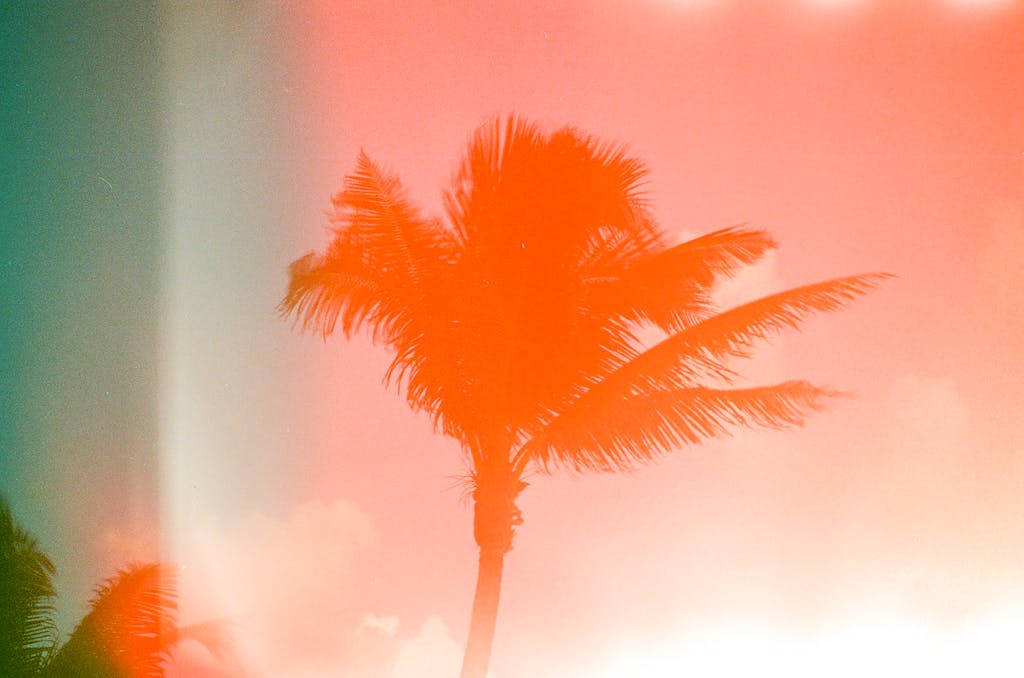 OnlyFans Leaks A dreamy photo of a palm tree with an analog light leak effect, evoking an exotic summer feel.