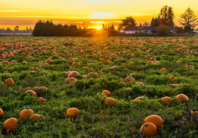 A vibrant field of pumpkins at sunset in Maple Ridge,VeganovTrichy BC, evoking a warm autumn atmosphere.
