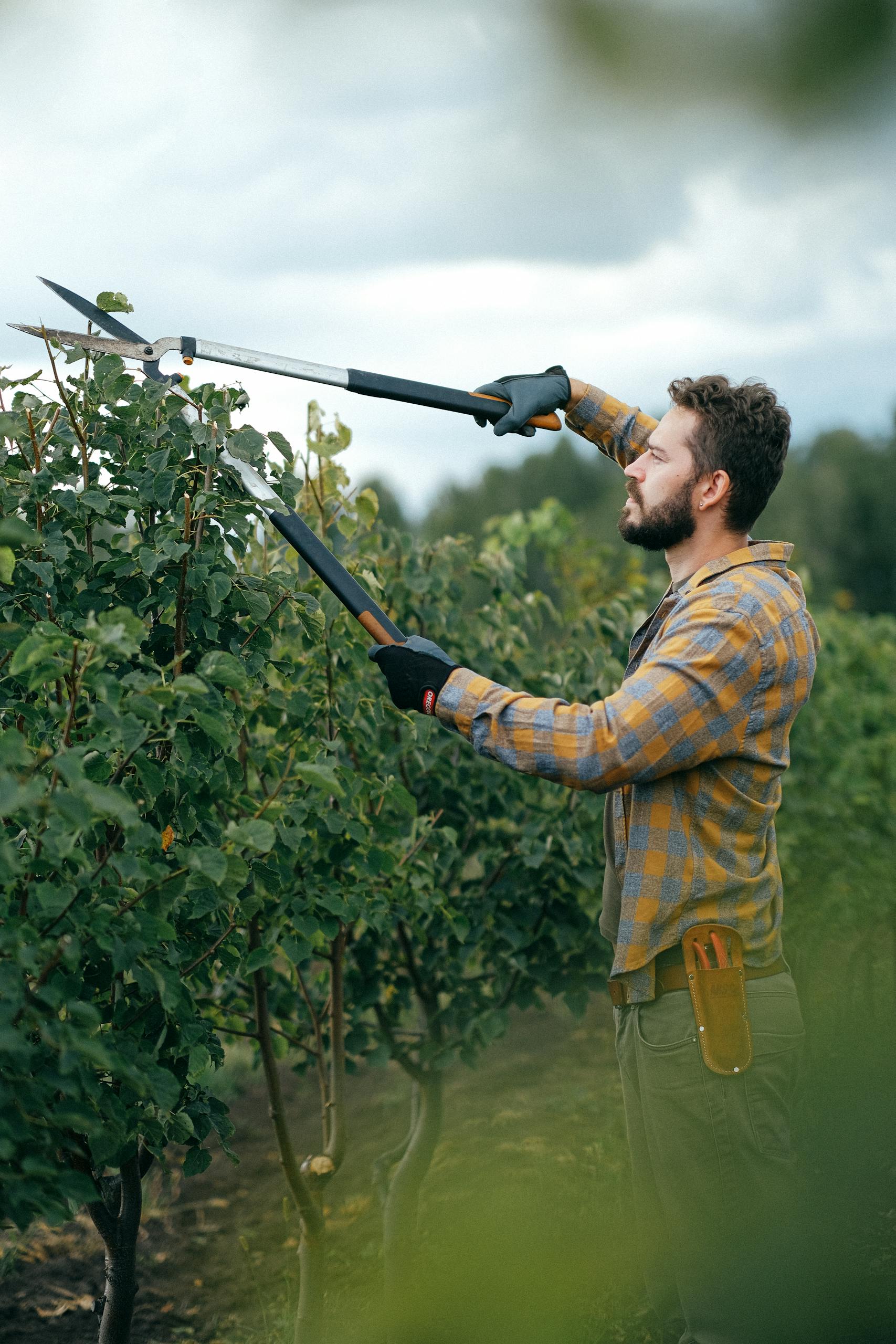 Tree Trimming A gardener using shears to trim bushes outdoors in a farm setting.