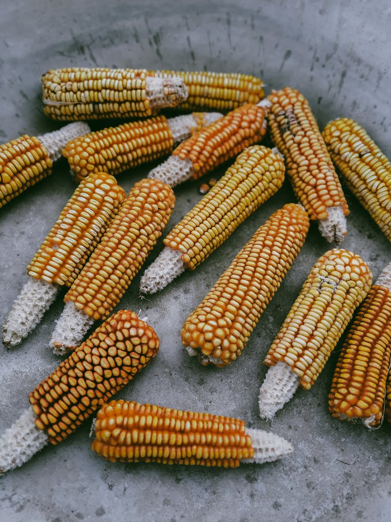 Close-up of harvested corn cobs arranged on a concrete surface in Rize, Türkiye.