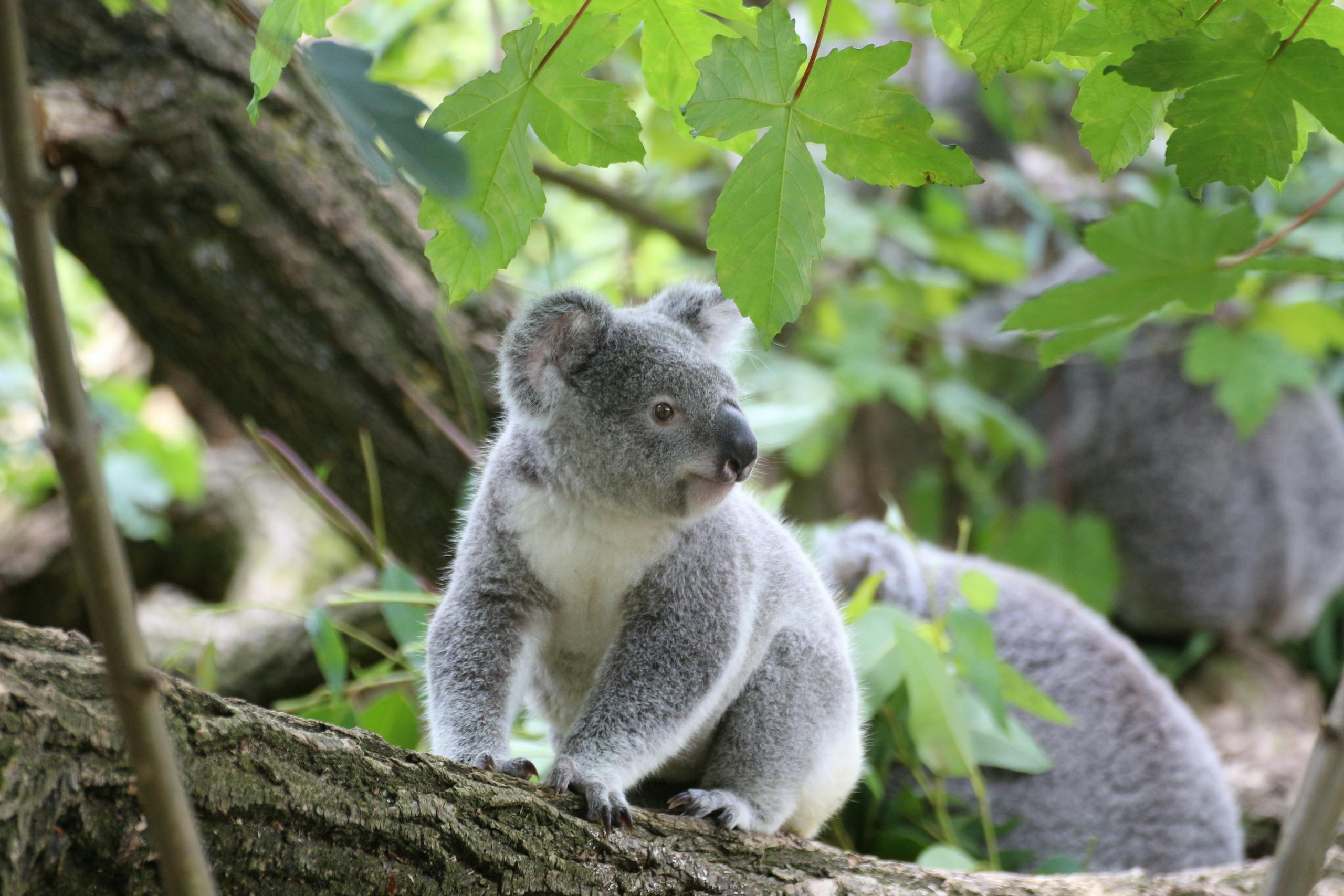 Australian Buddies A cute koala resting on a tree branch amidst vibrant green foliage in its natural habitat.