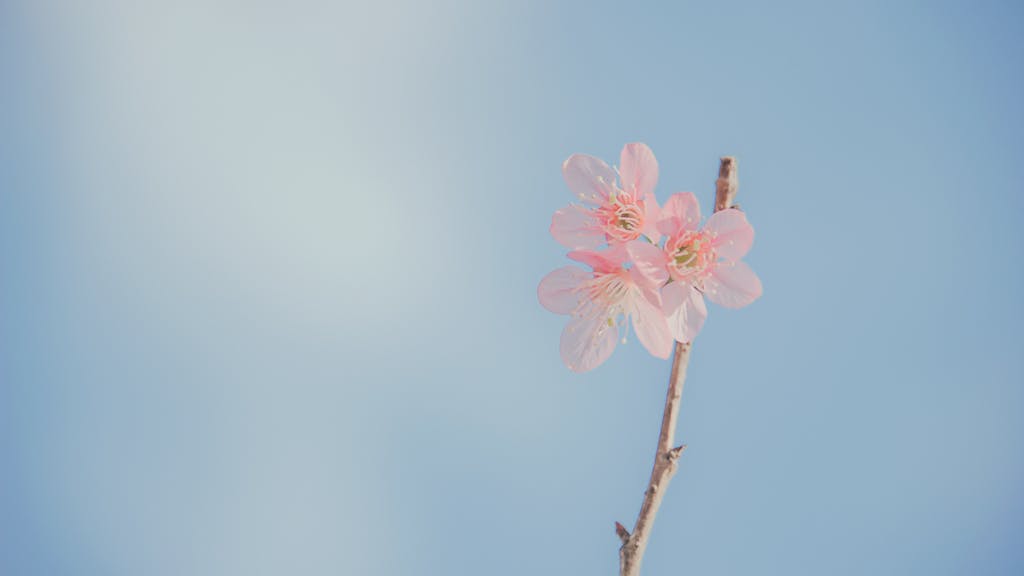 Bud with Buddies Delicate pink blossoms on a branch with a serene blue sky background. Perfect for a spring-themed aesthetic.
