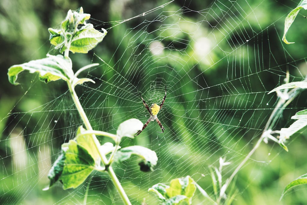 Karen Dickey Lindell Net Worth Karen Dickey Lindell Net Worth Vibrant close-up of a spider on its web among lush green foliage in Bali.