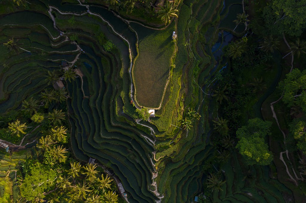 Messagenal A breathtaking aerial perspective of rice terraces with lush greenery in Bali.