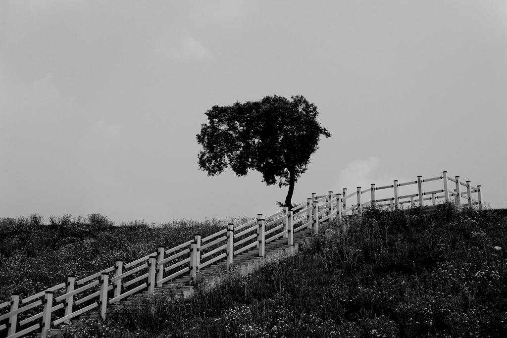 Messagenal Black and white image of a staircase leading to a solitary tree on a hill.