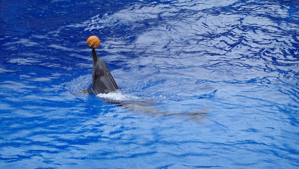 Miami Dolphins vs Texans Match Player Stats Dolphin balances a basketball in an aquarium setting.