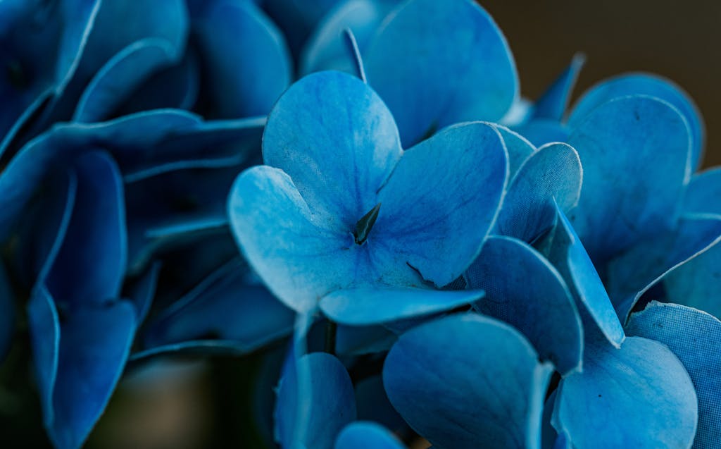Bac Stock Beautiful close-up of vivid blue hydrangea flowers captured in Thailand.